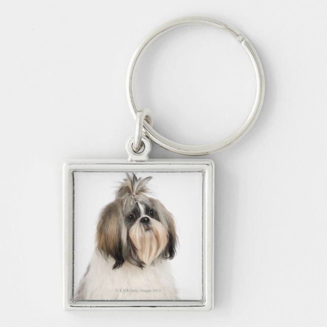 Chaveiro Retrato do estúdio de Shih Tzu (Frente)