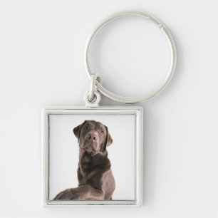 Chaveiro Retrato do estúdio do chocolate Labrador