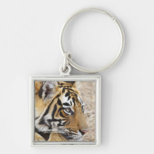 Chaveiro Retrato do Tigre-de-bengala-real, Ranthambhor