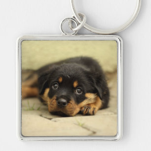 Chaveiro Rottweiler20150901