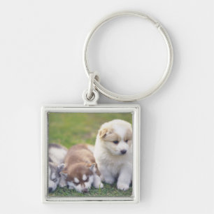 Chaveiro Rouco Siberian; Uma raça do cão de funcionamento