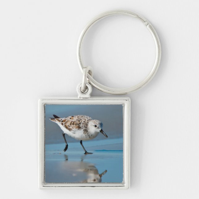 Chaveiro Sanderling (Calidris Albe) se Alimentando na Praia (Frente)