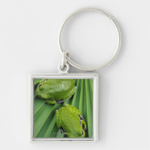 Chaveiro Sapo de árvore do descascamento (gratiosa do hyla