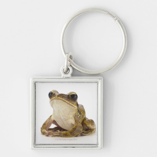 Chaveiro Sapo de árvore Dourado (Frente)