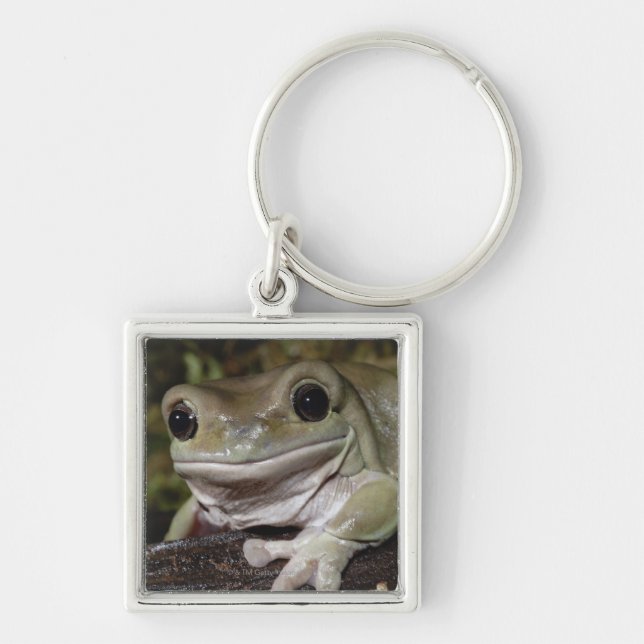 Chaveiro Sapo de árvore Dumpy. Sapo de sorriso. Litoria (Frente)