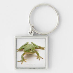 Chaveiro Sapo de árvore verde