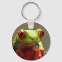 Sapo de árvores com olhos vermelhos na Costa Rica