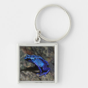 Chaveiro Sapo de dardos azuis, Sapo azul brilhante