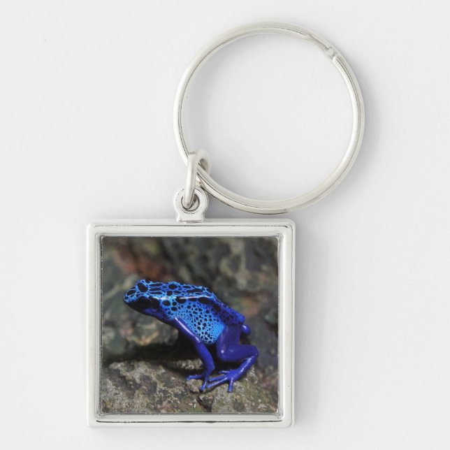 Chaveiro Sapo de Dart Azul, Sapo Azul Brilhante (Frente)