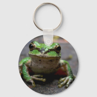 Chaveiro Sapo de de árvore