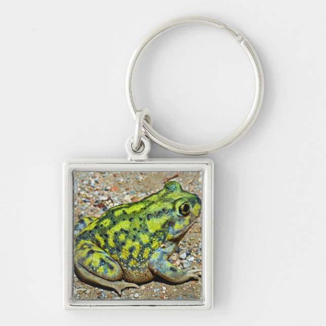 Chaveiro Sapo de Spadefoot de um sofá (Frente)