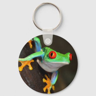 Chaveiro Sapo tropical de Red Eye - Agalychnis Callidryas