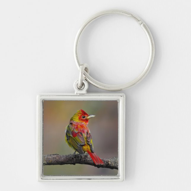 Chaveiro Scarlet Tanager Molting - Fotografia original (Frente)