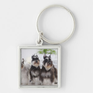 Chaveiro Schnauzers diminutos que estão na borda da mesa
