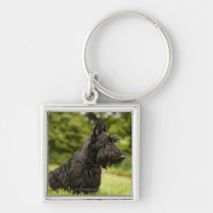 Chaveiro Scottish Terrier