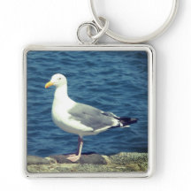 Seagull No Compartimento