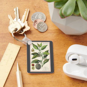 Chaveiro Sementes De Frutas De Plantas Vintage Nutmeg, Plan