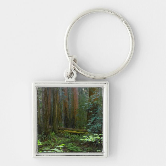 Chaveiro Sequóias em Muir Woods National Park (Frente)