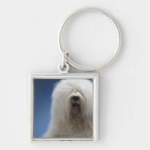 Chaveiro Sheepdog