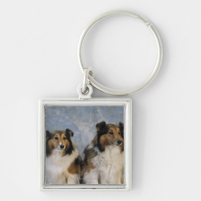Chaveiro Sheepdogs de Shetland (Frente)