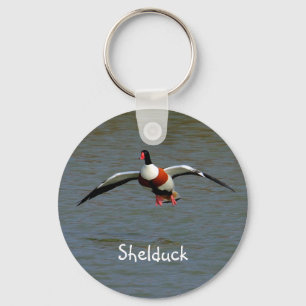 Chaveiro Shelduck