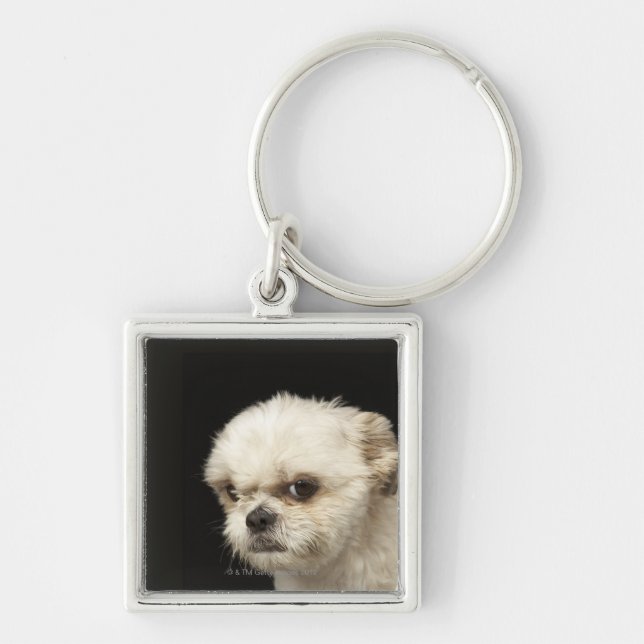 Chaveiro Shih branco irritado Tzu com olhos marrons (Frente)