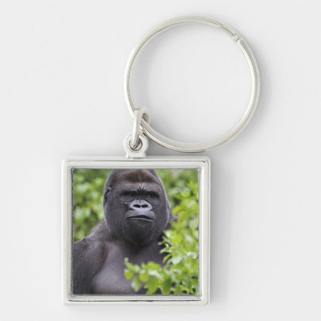 Chaveiro Silverback Lowland Gorilla, Gorilla gorilla (Frente)