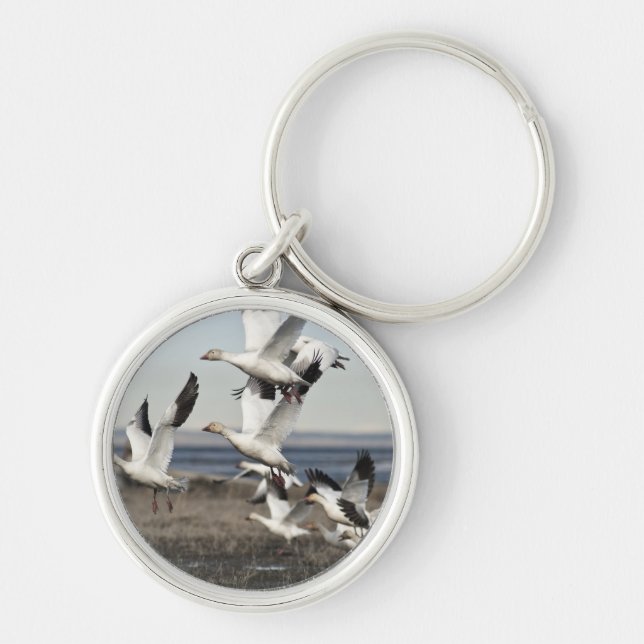 Chaveiro Snow Geese Voadora (Frente)
