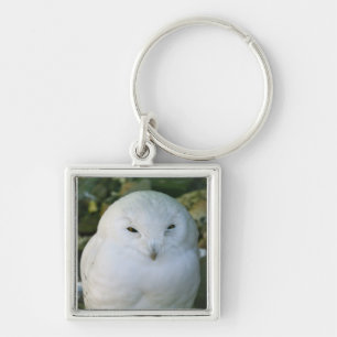 Chaveiro Snowy Owl
