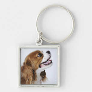 Chaveiro Spaniel de rei Charles descuidado