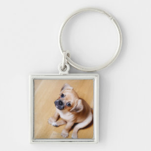 Chaveiro Spaniel de rei descuidado transversal Charles do