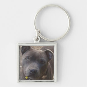 Chaveiro Staffy azul