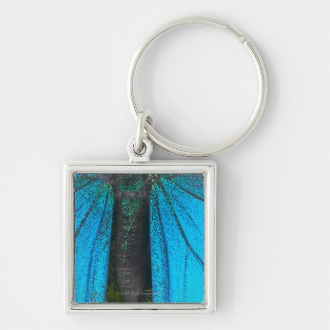 Chaveiro Swallowtail azul da montanha (Papilio ulysses) (Frente)