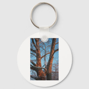 Chaveiro Sycamore Sunrise