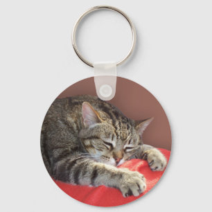 Chaveiro Tabby De Dormência