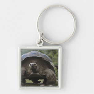 Chaveiro Tartarugas Gigantes de Galápagos Geochelone