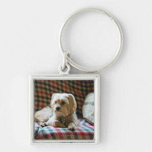 Chaveiro Terrier que encontra-se em cobertura checkered
