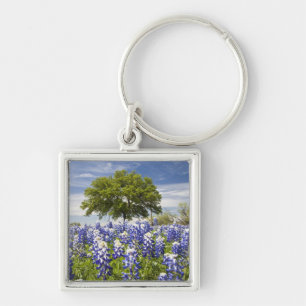 Chaveiro Texas bluebonnets(lupinus texensis) e carvalho