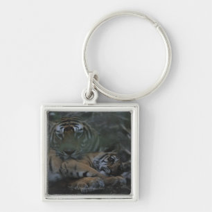 Chaveiro Tigre de Bengal da mãe com Cub