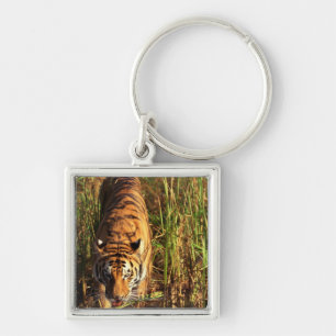 Chaveiro Tigre de Bengal nos pantanais