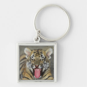 Chaveiro Tigre de Bengal que boceja