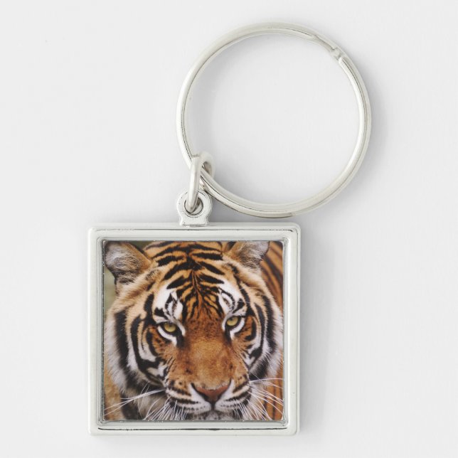 Chaveiro Tigre-de-bengala, Panthera tigris (Frente)
