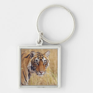 Chaveiro Tigre-de-bengala-real