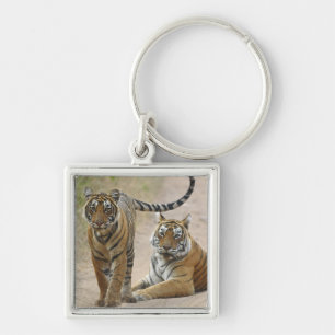 Chaveiro Tigre-de-bengala-real e filhote, Ranthambhor