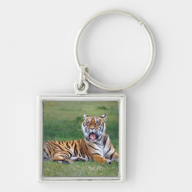 Chaveiro Tigre de bocejo (Frente)