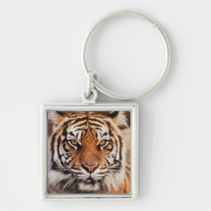 Chaveiro Tigre-de-sumatra