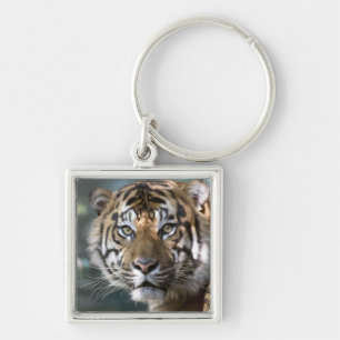 Chaveiro Tigre-de-sumatra macho (Panthera tigris sumatrae)