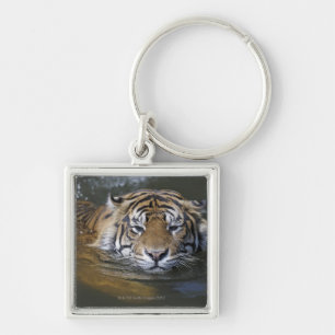 Chaveiro Tigre de Sumatran, sumatrae de tigris do Panthera