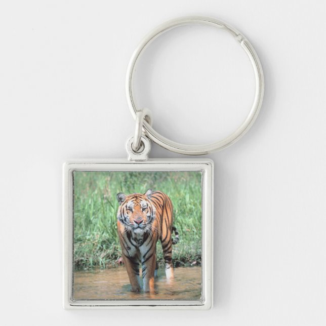 Chaveiro Tigre na água (Frente)