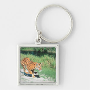 Chaveiro Tigre no trajeto